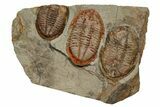 Three Colorful Asaphid Trilobites With Pos/Neg - Fezouata Formation #353361-1